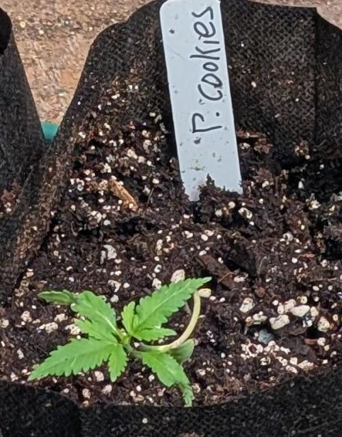 Pellezino Cookies. Week 4