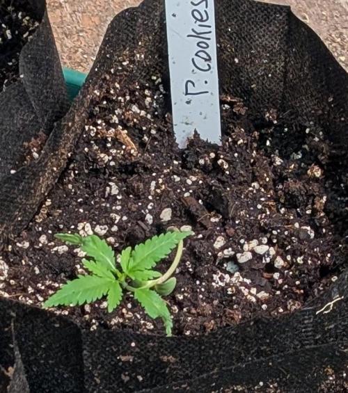 Pellezino Cookies. Week 4