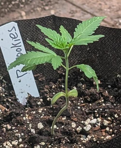 Pellezino Cookies. Week 4