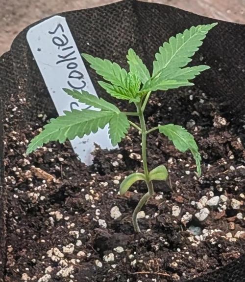 Pellezino Cookies. Week 4