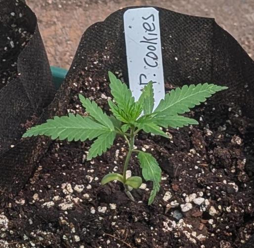 Pellezino Cookies. Week 4