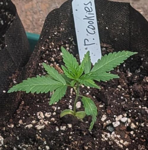 Pellezino Cookies. Week 4