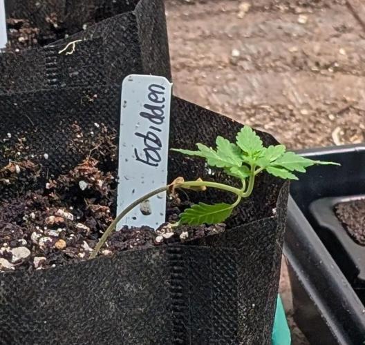 Forbidden Fruit. Week 4