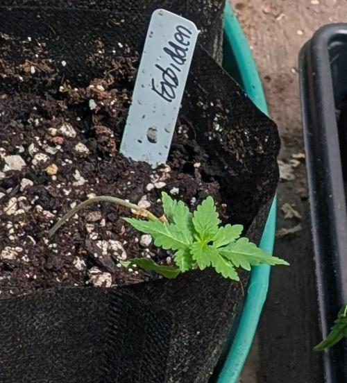 Forbidden Fruit. Week 4