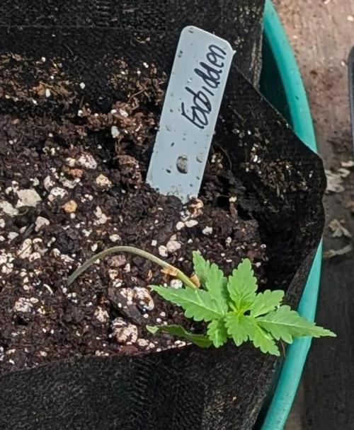 Forbidden Fruit. Week 4