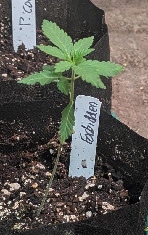 Forbidden Fruit. Week 4