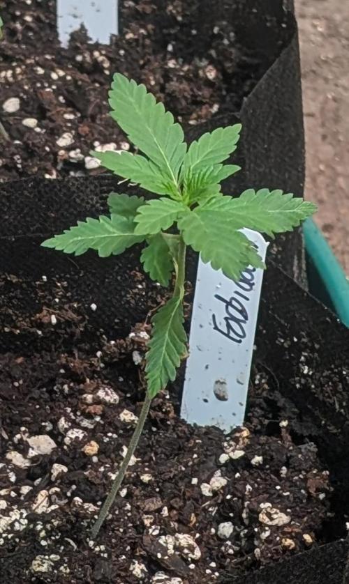 Forbidden Fruit. Week 4