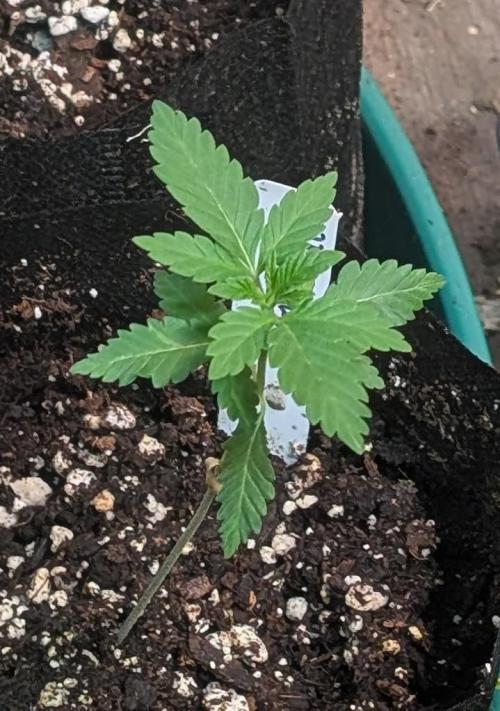 Forbidden Fruit. Week 4