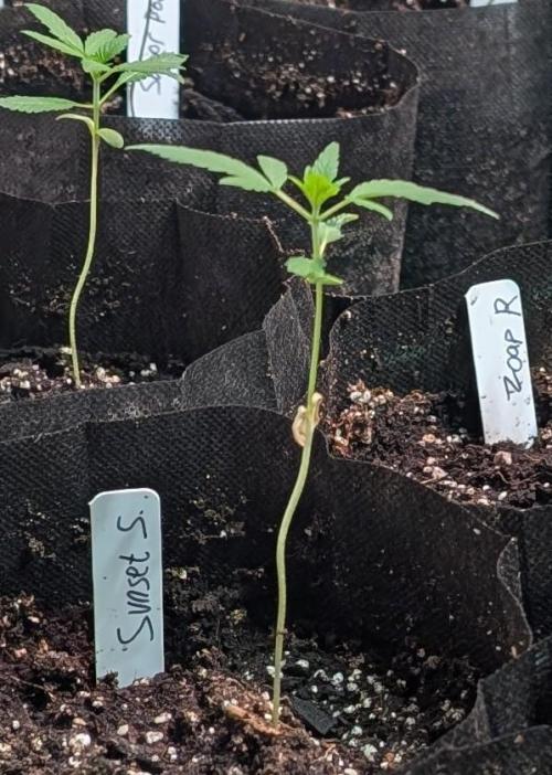 Sunset Sherbet. Week 4