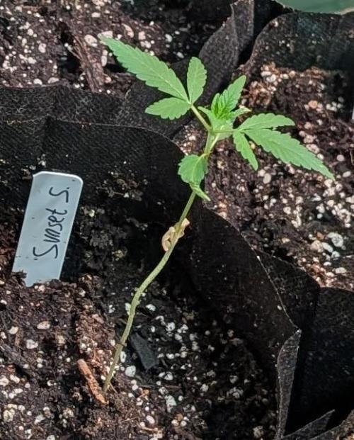 Sunset Sherbet. Week 4