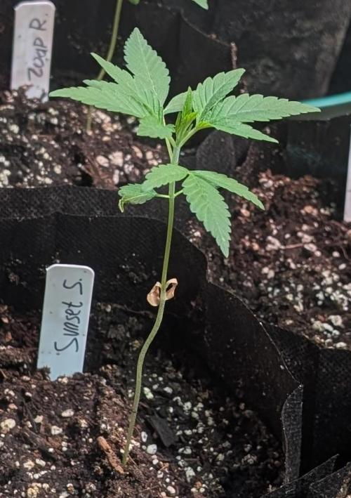 Sunset Sherbet. Week 4