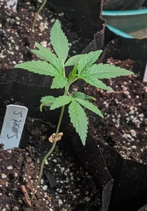 Sunset Sherbet. Week 4