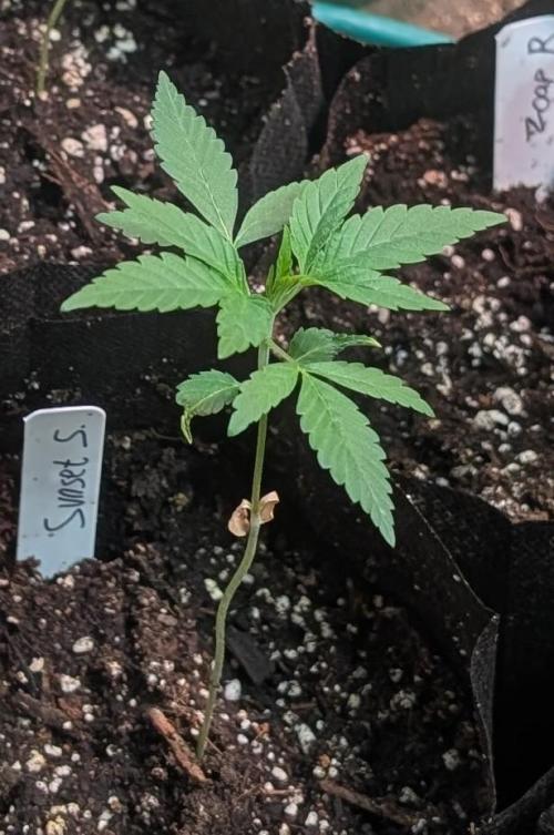 Sunset Sherbet. Week 4