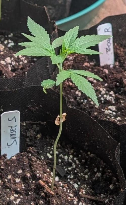 Sunset Sherbet. Week 4