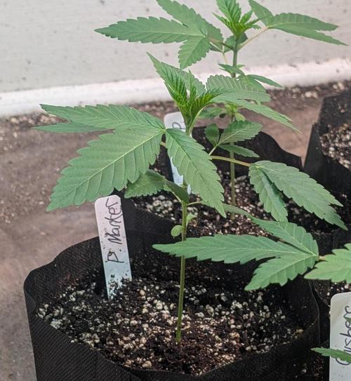 Permanent Marker. Week 5