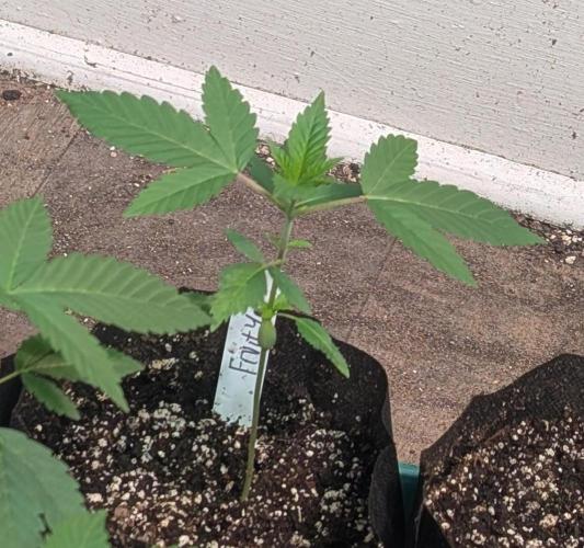 Fruity Pebbles. Week 5