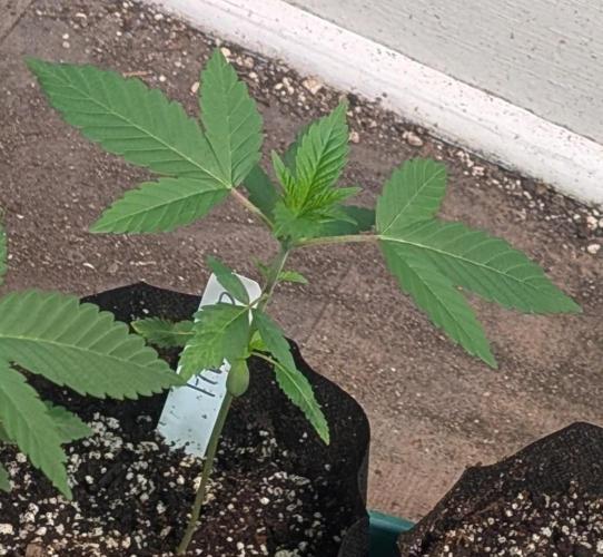 Fruity Pebbles. Week 5