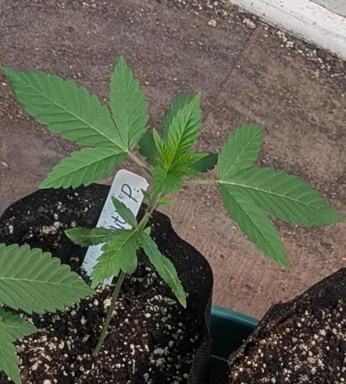 Fruity Pebbles. Week 5