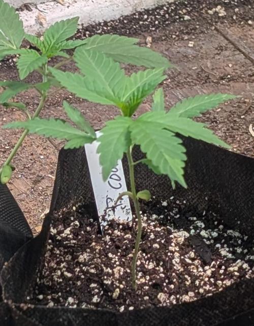 Pellezino Cookies. Week 5