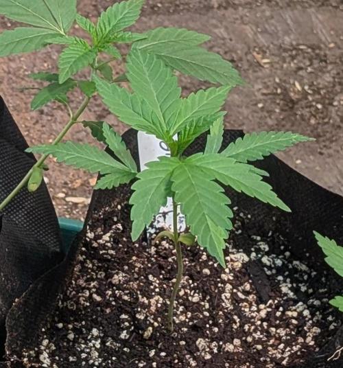 Pellezino Cookies. Week 5