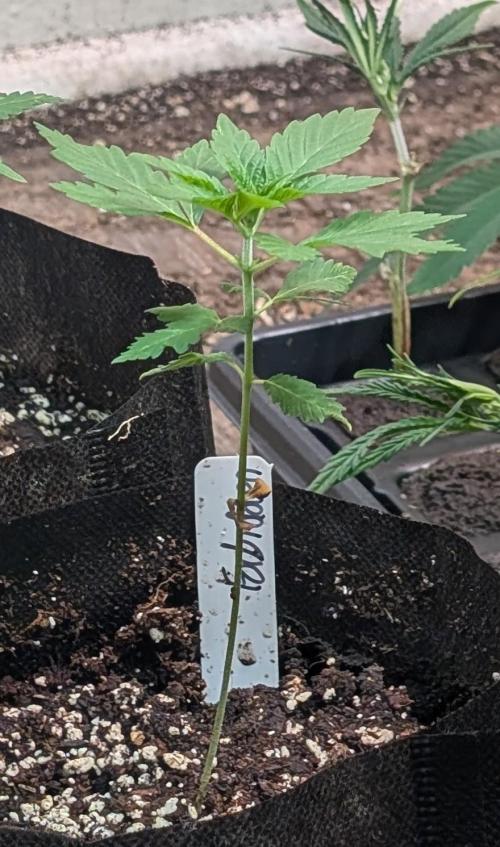 Forbidden Fruit. Week 5