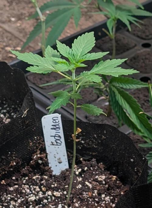 Forbidden Fruit. Week 5