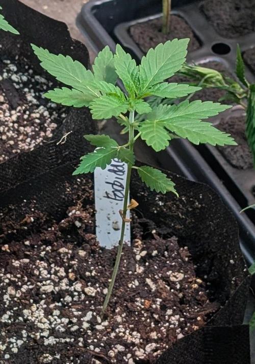 Forbidden Fruit. Week 5