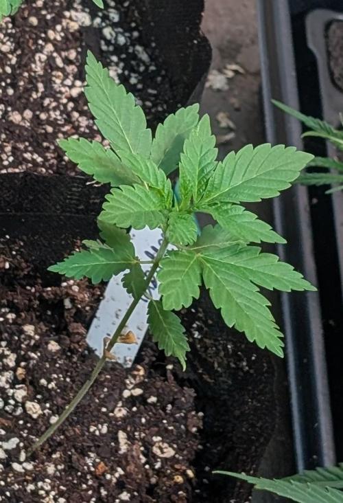 Forbidden Fruit. Week 5