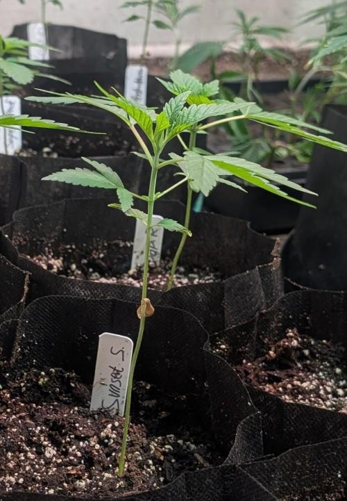 Sunset Sherbet. Week 5