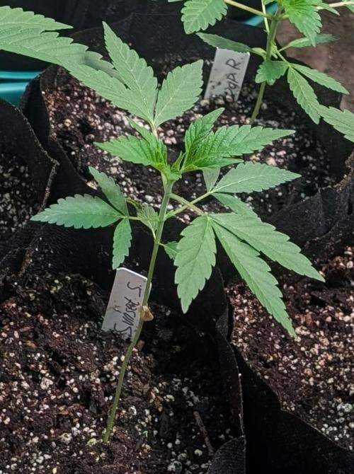 Sunset Sherbet. Week 5