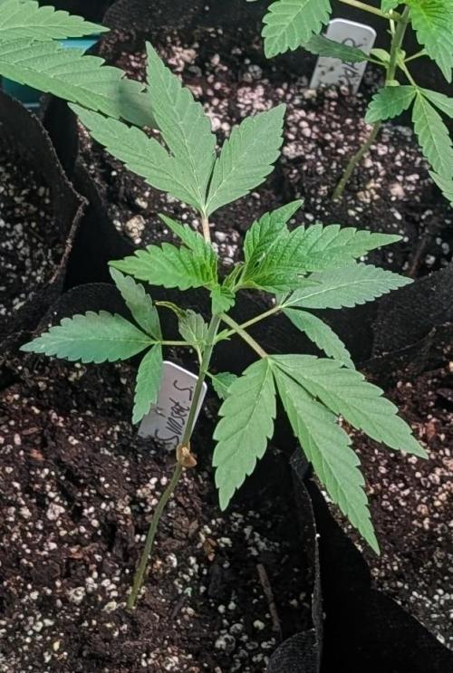 Sunset Sherbet. Week 5