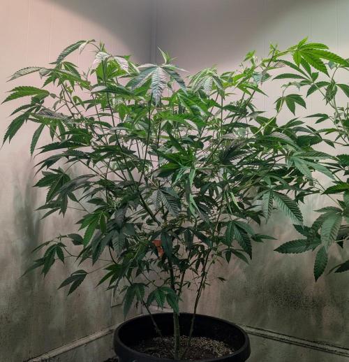 Killer Kush. Week 18