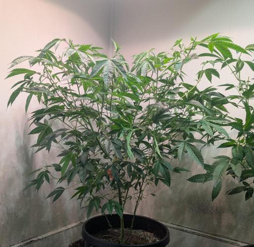 Killer Kush. Week 18