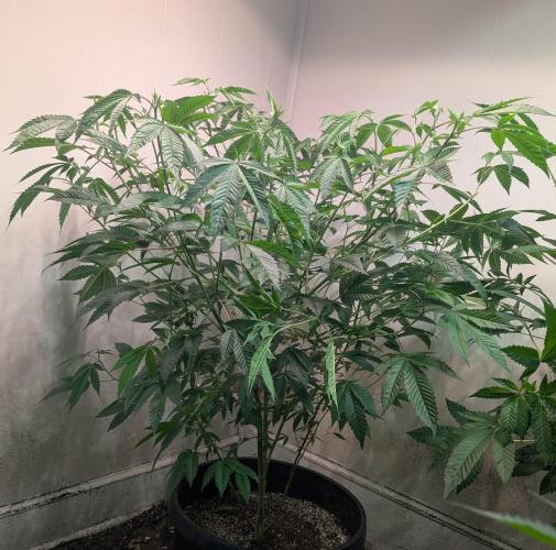 Killer Kush. Week 18