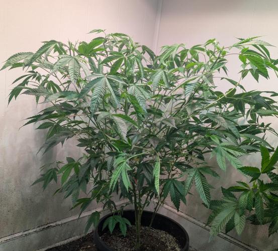 Killer Kush. Week 18