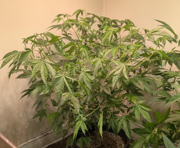 Killer Kush. Week 18