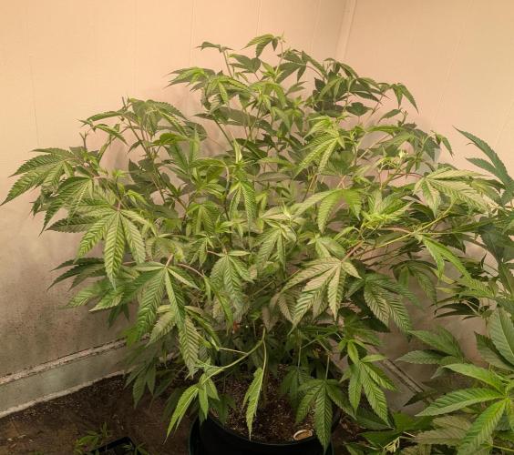 Killer Kush. Week 18