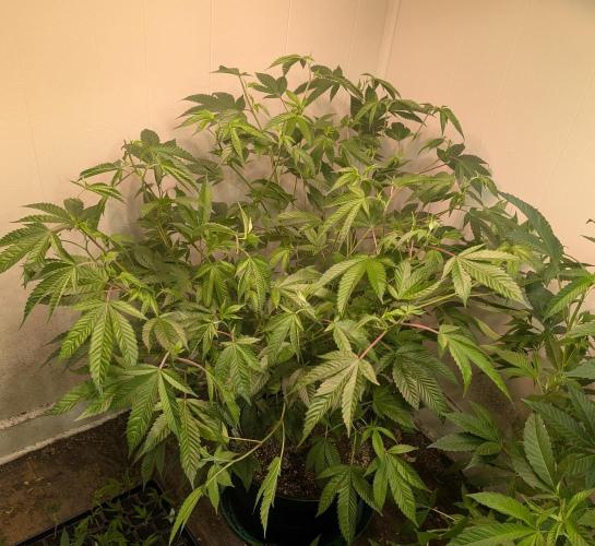 Killer Kush. Week 18