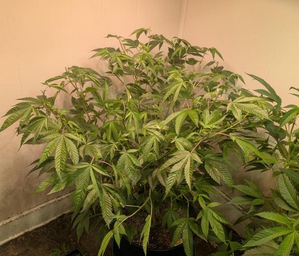 Killer Kush. Week 18