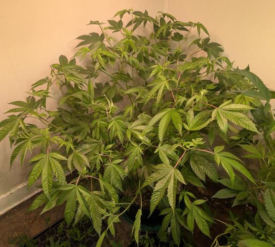 Killer Kush. Week 18