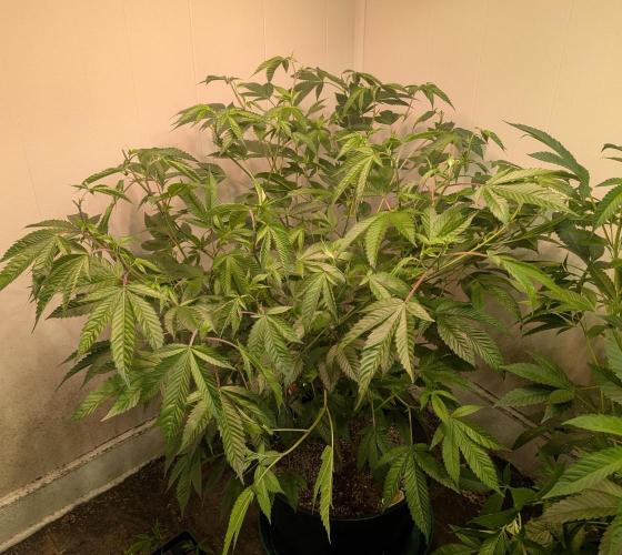 Killer Kush. Week 18