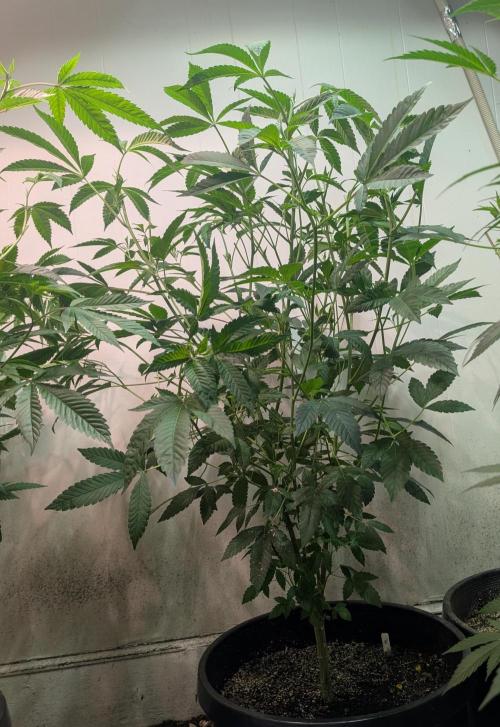 Pure Michigan. Week 18