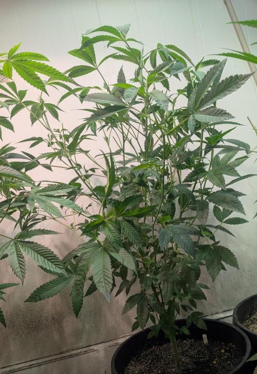 Pure Michigan. Week 18