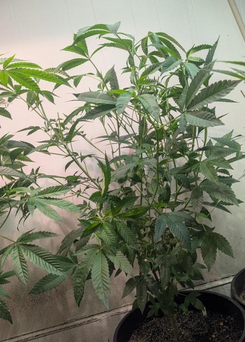 Pure Michigan. Week 18