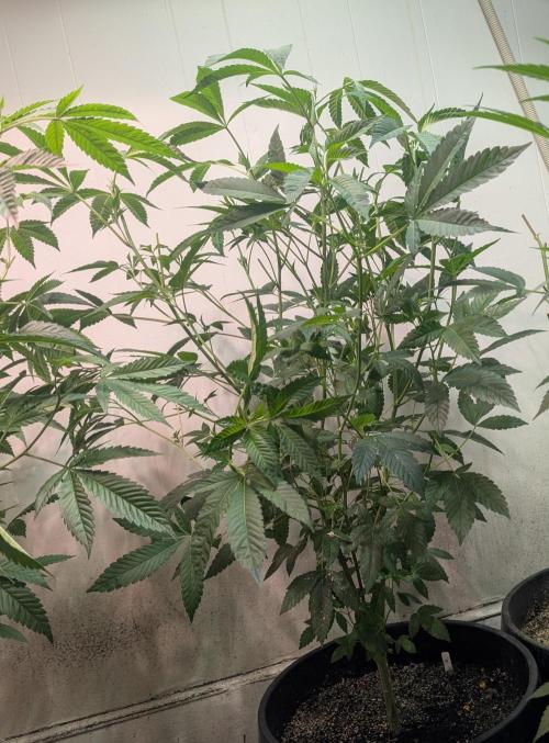 Pure Michigan. Week 18