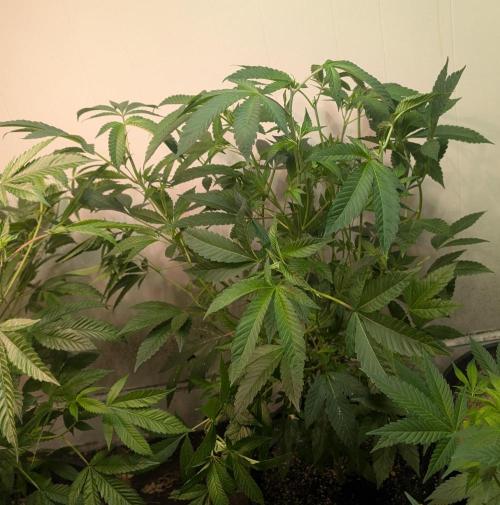 Pure Michigan. Week 18