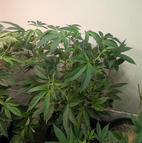 Pure Michigan. Week 18