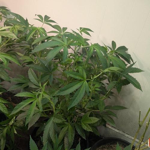 Pure Michigan. Week 18