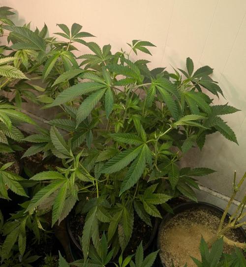 Pure Michigan. Week 18