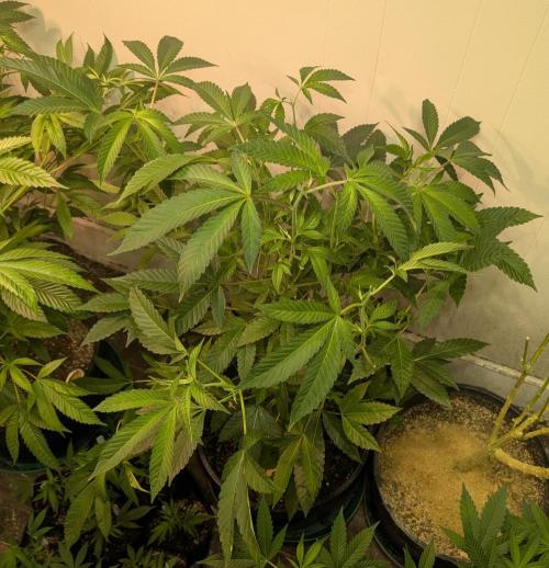 Pure Michigan. Week 18